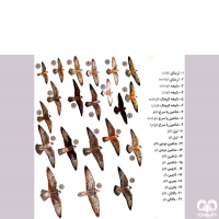 گونه شاهین بلوچی Laggar Falcon